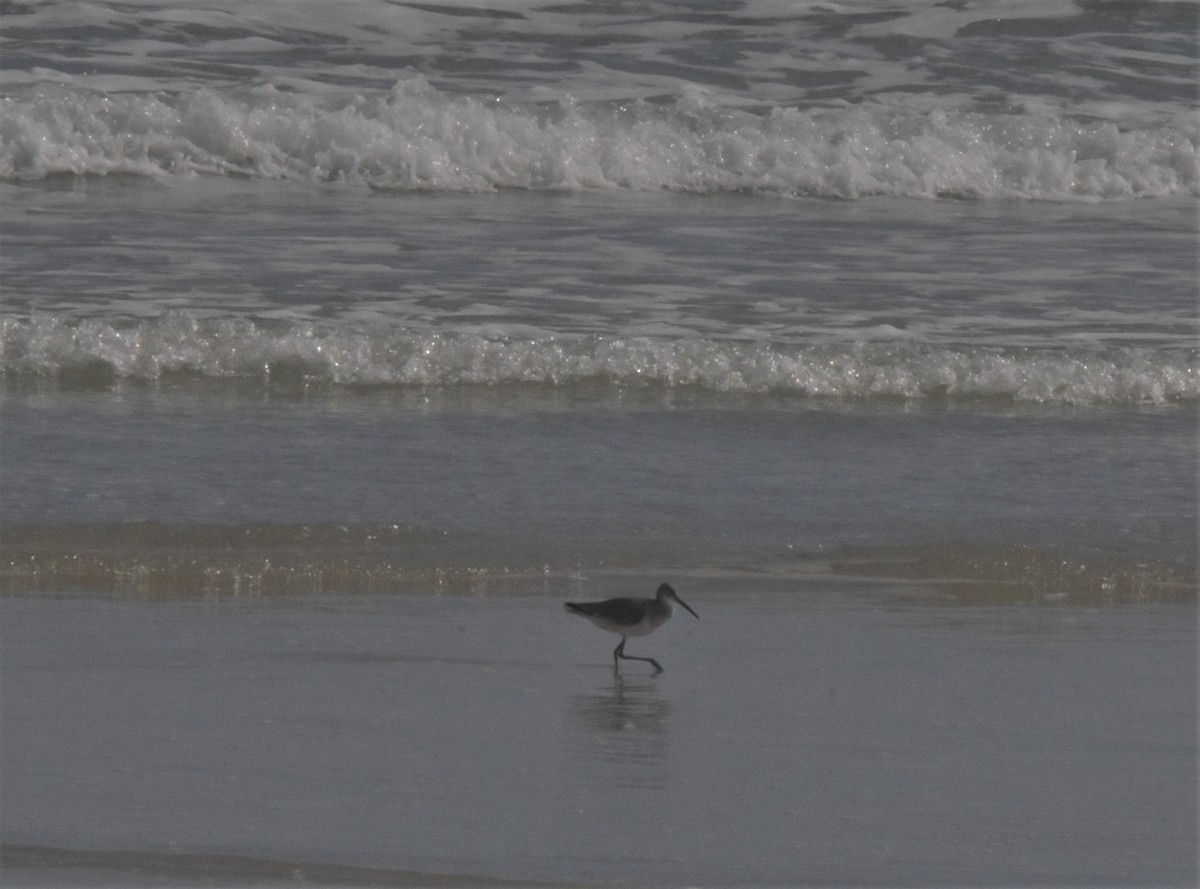 Playero Aliblanco - ML422358631