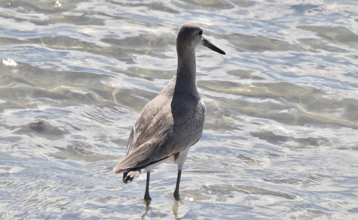 Willet - ML422358771