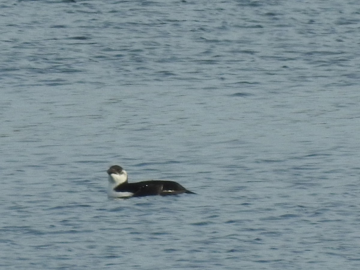 Razorbill - Brendan Thomas