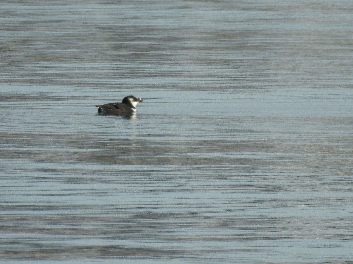 Razorbill - Brendan Thomas