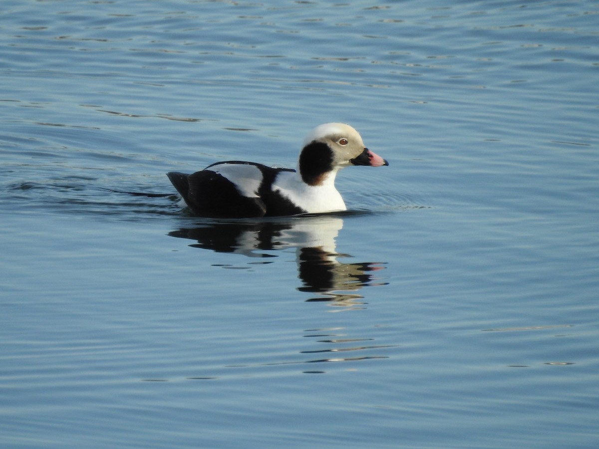 Long-tailed Duck - Brendan Thomas