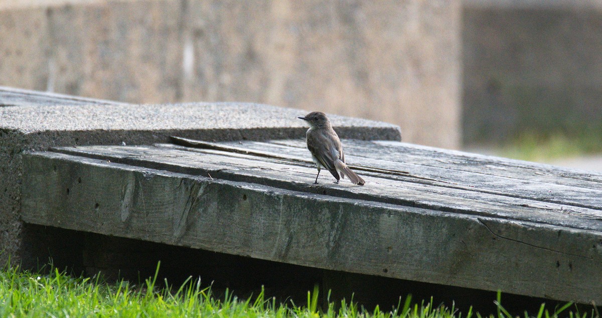 Eastern Phoebe - ML422359871