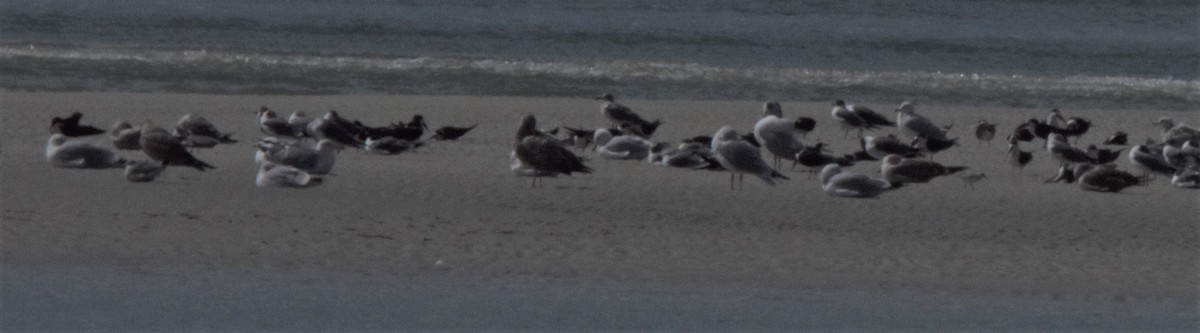 Black Skimmer - ML422360121