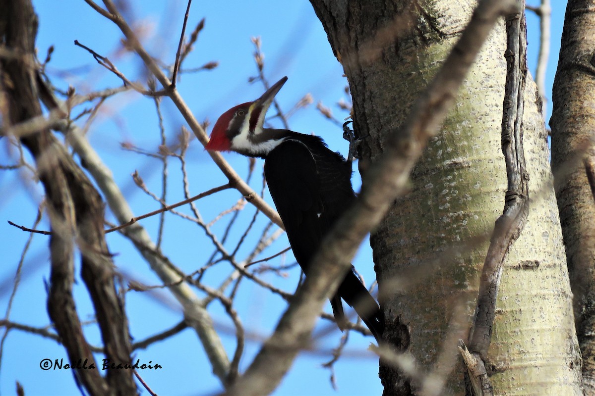 Pileated Woodpecker - Noella Beaudoin