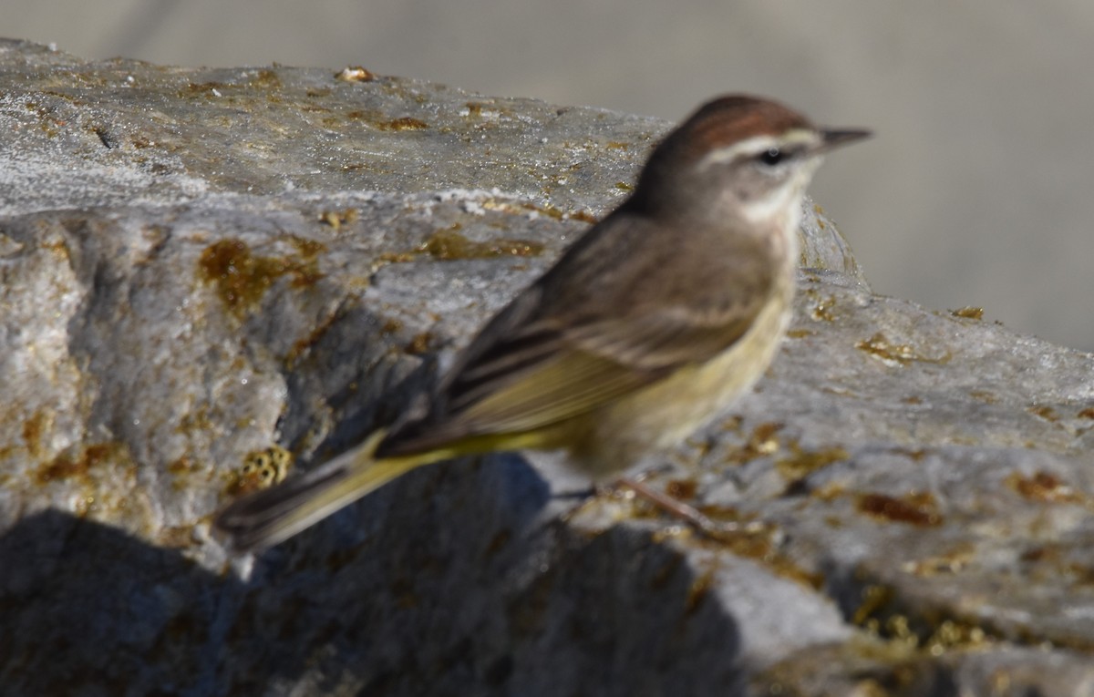 Palm Warbler - ML422360931