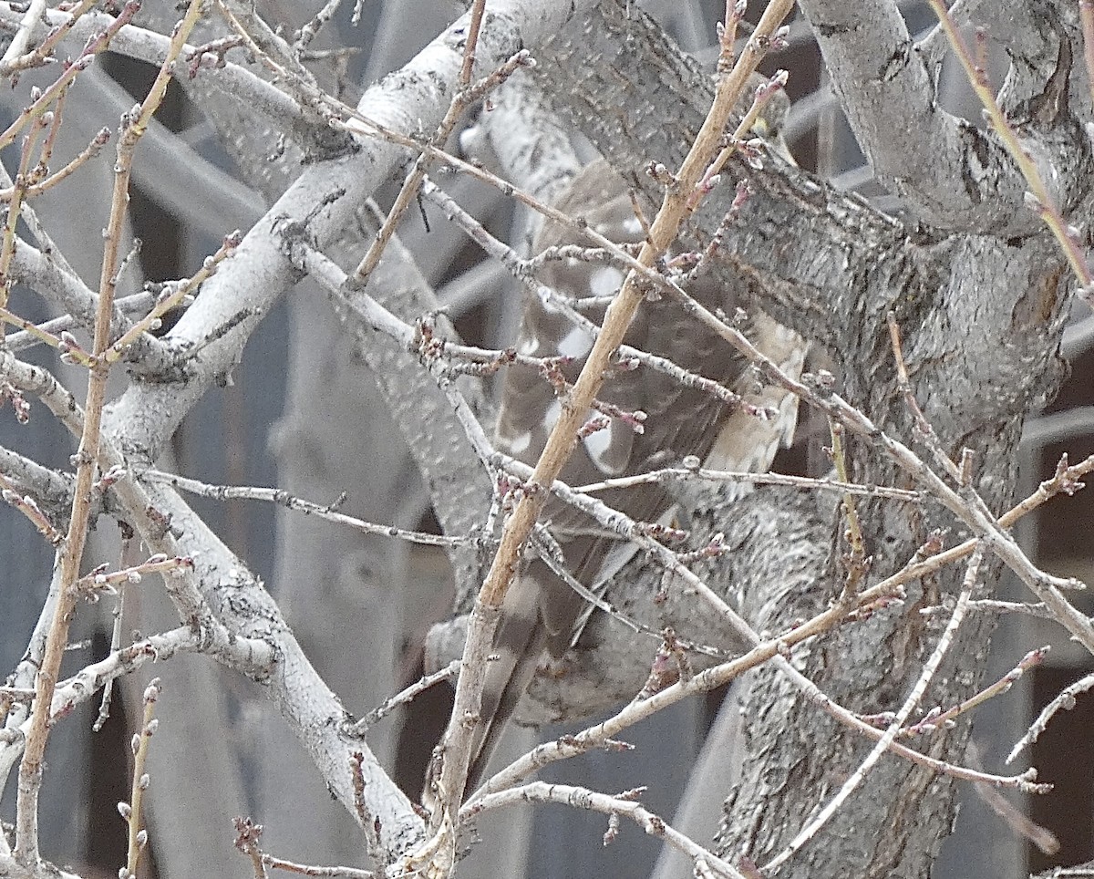 Cooper's Hawk - ML422361271