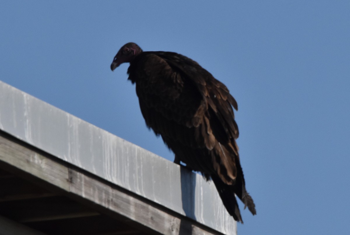 Turkey Vulture - ML422361371