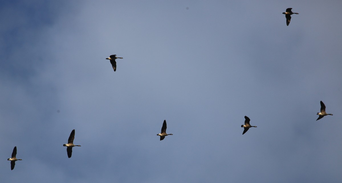 Canada Goose - Tim Lenz