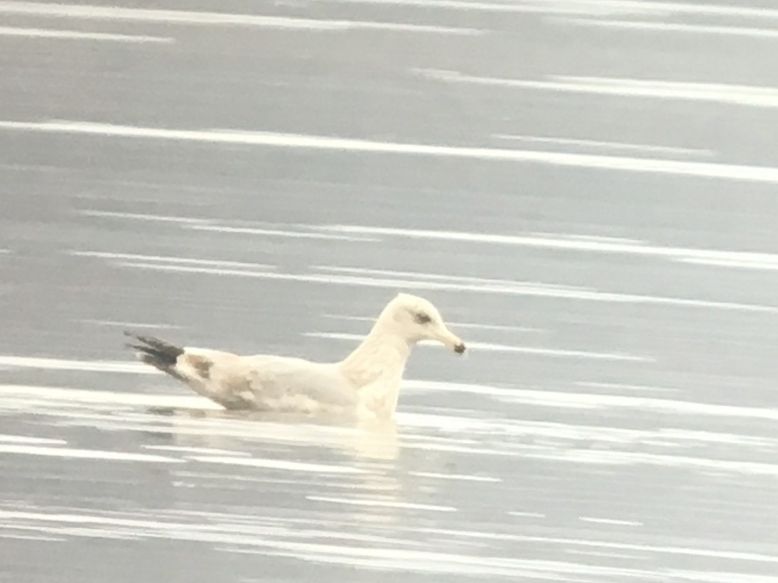 racek stříbřitý (ssp. smithsonianus) - ML422365021