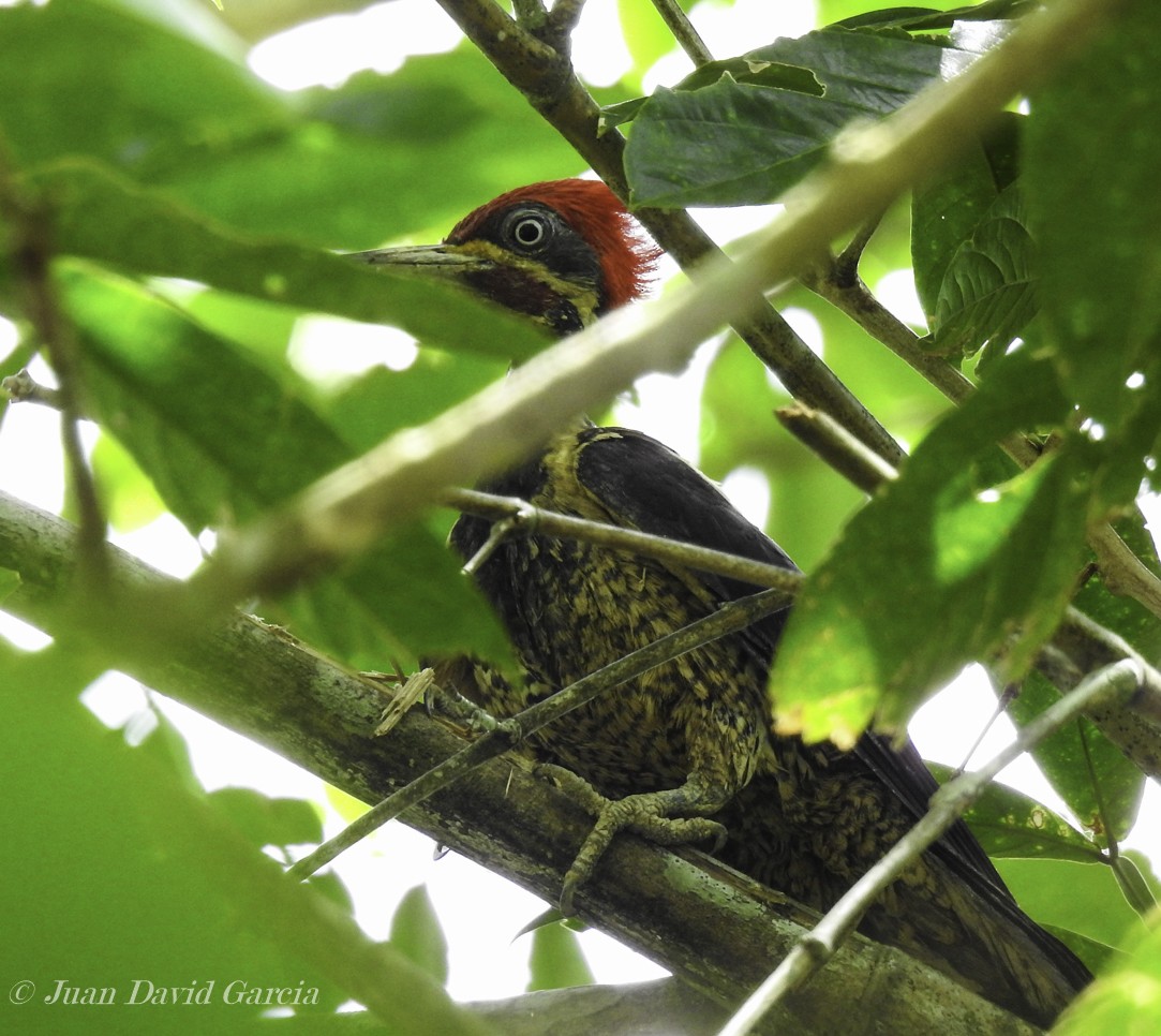 Lineated Woodpecker - Juan David  García Uribe