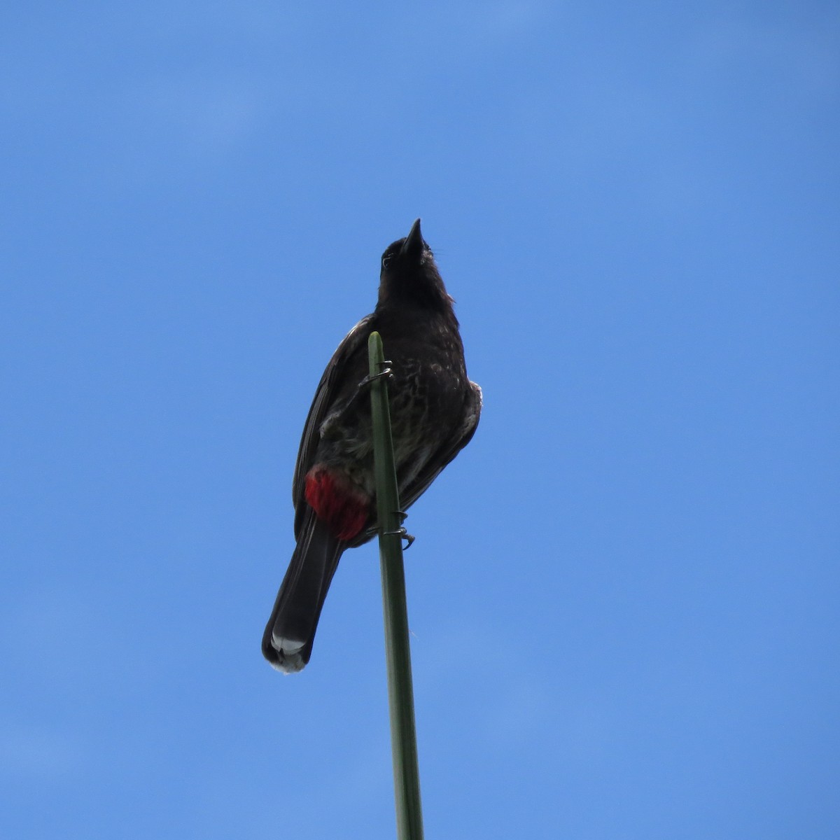 Red-vented Bulbul - ML42236621