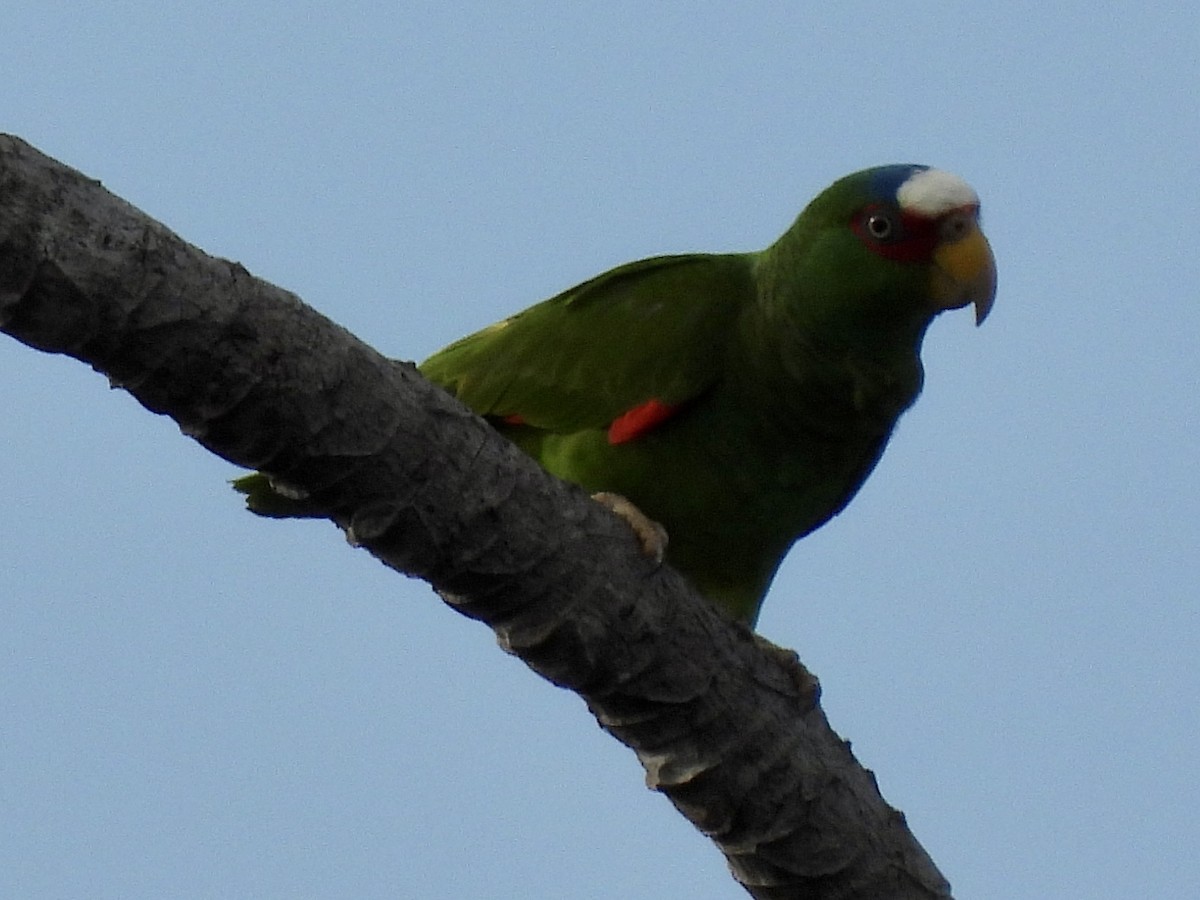 White-fronted Parrot - ML422366301