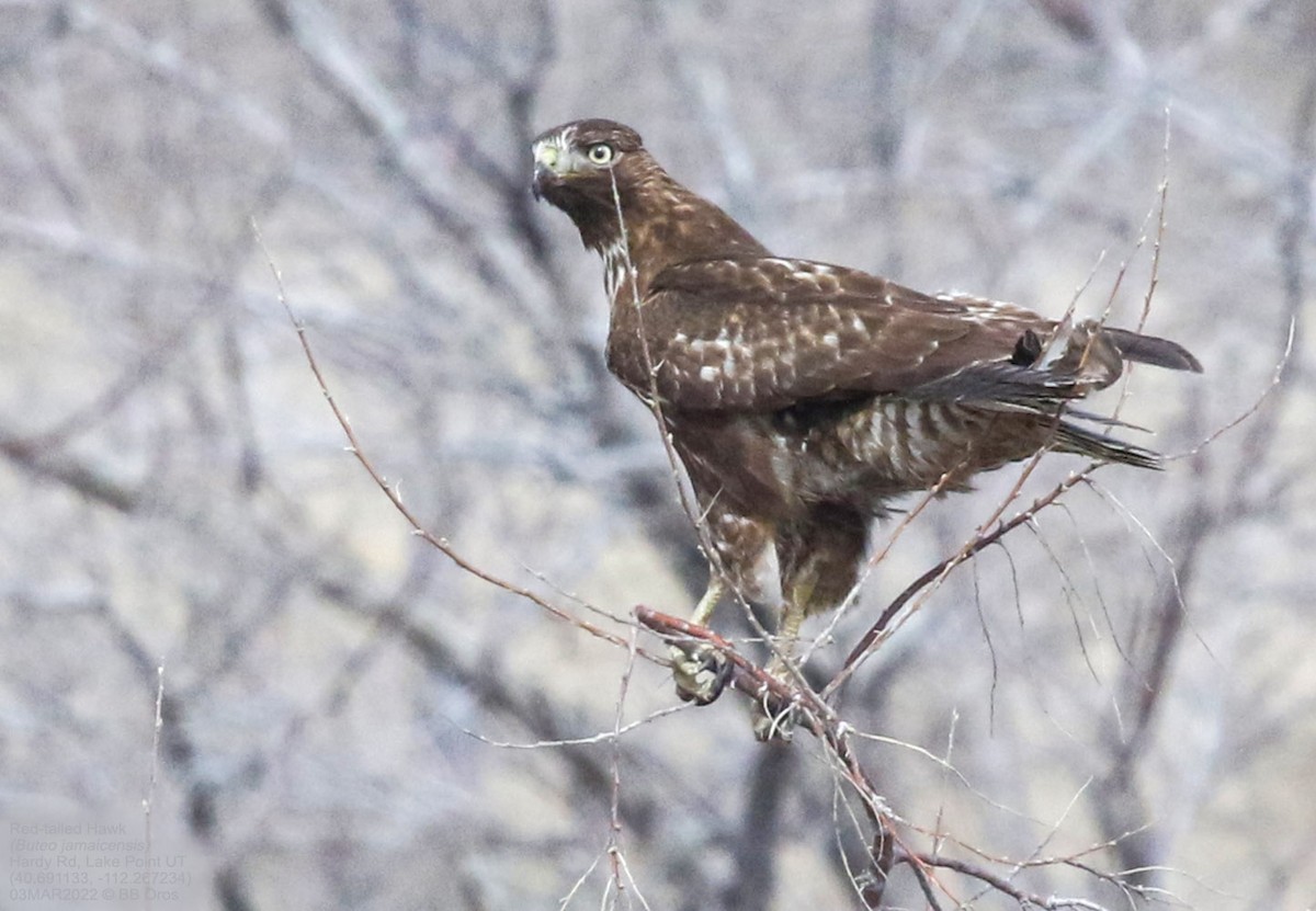 Rotschwanzbussard - ML422368551