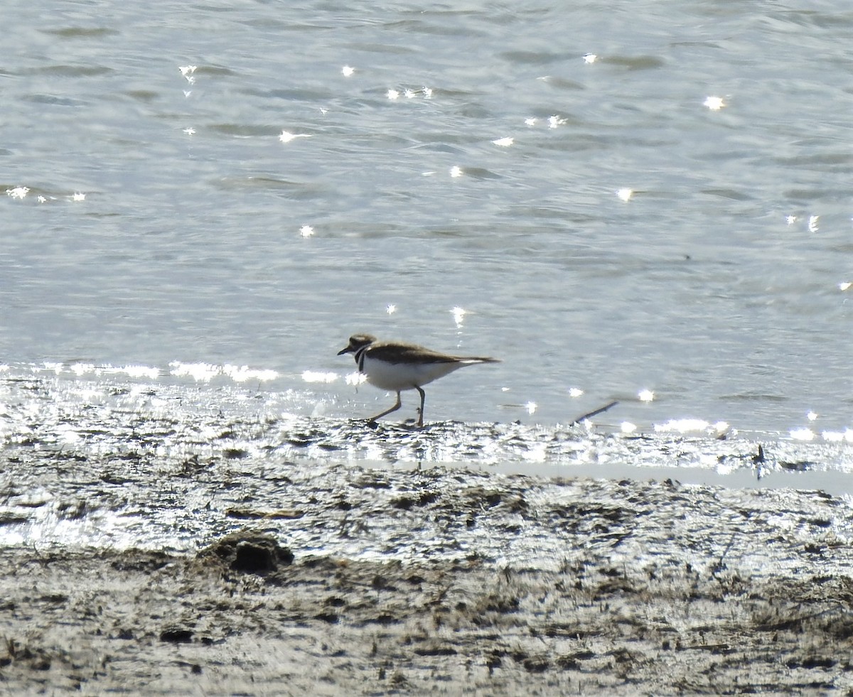 Killdeer - ML422369011