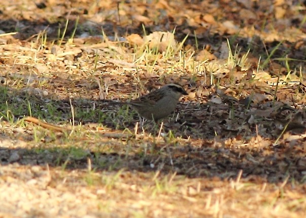Striped Sparrow - ML422369121