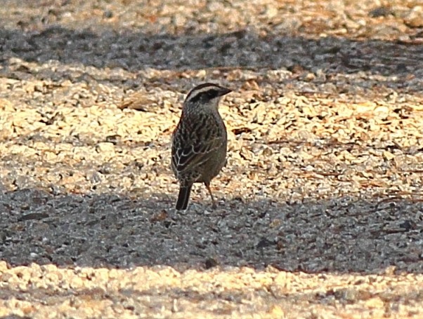 Striped Sparrow - ML422369131