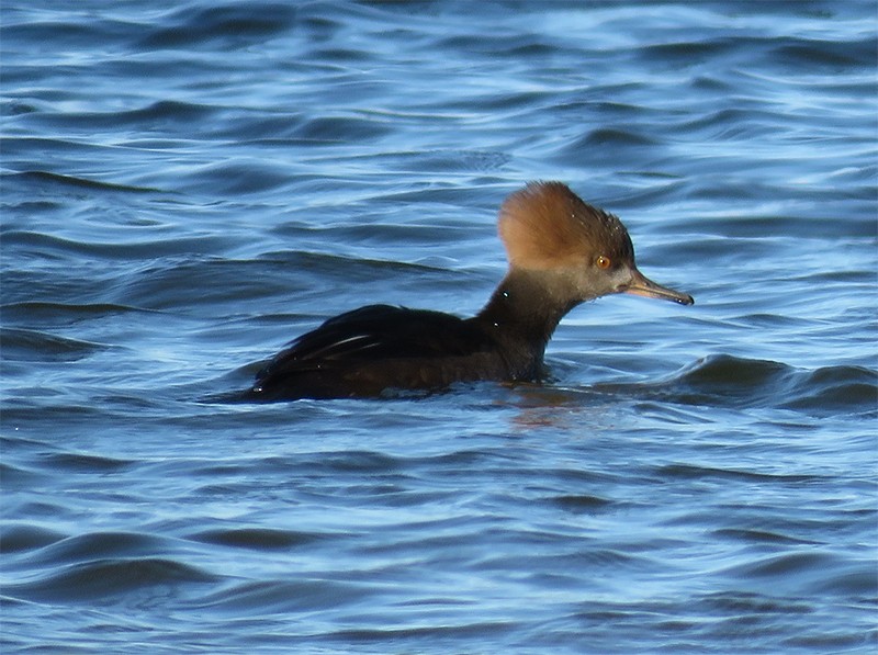 Hooded Merganser - ML42236971