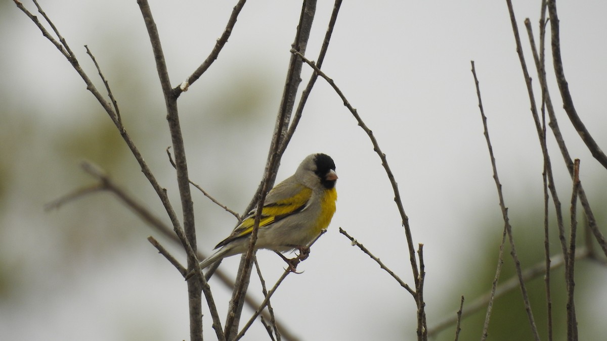 Lawrence's Goldfinch - ML422369781