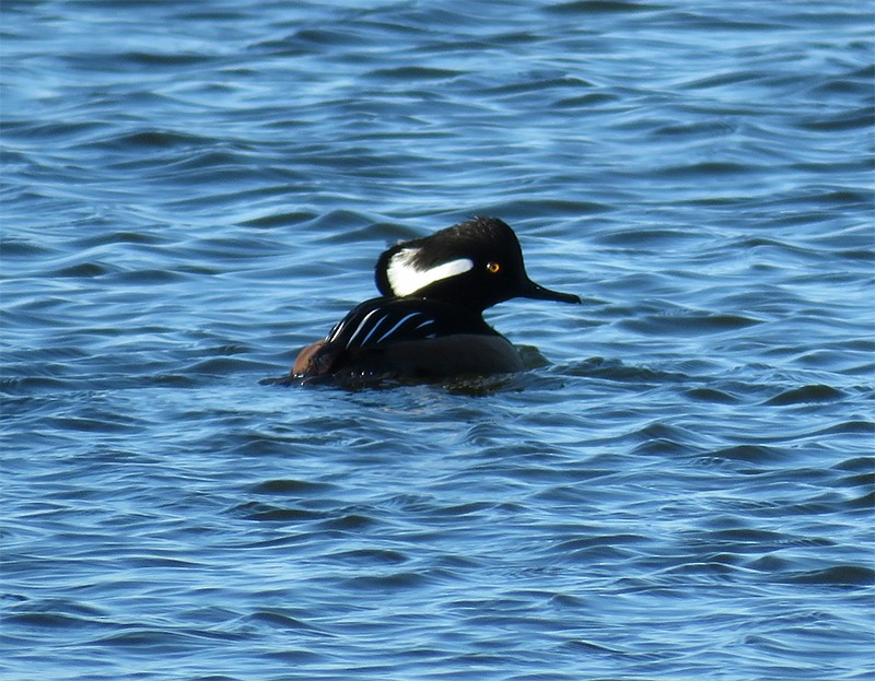 Hooded Merganser - ML42236981