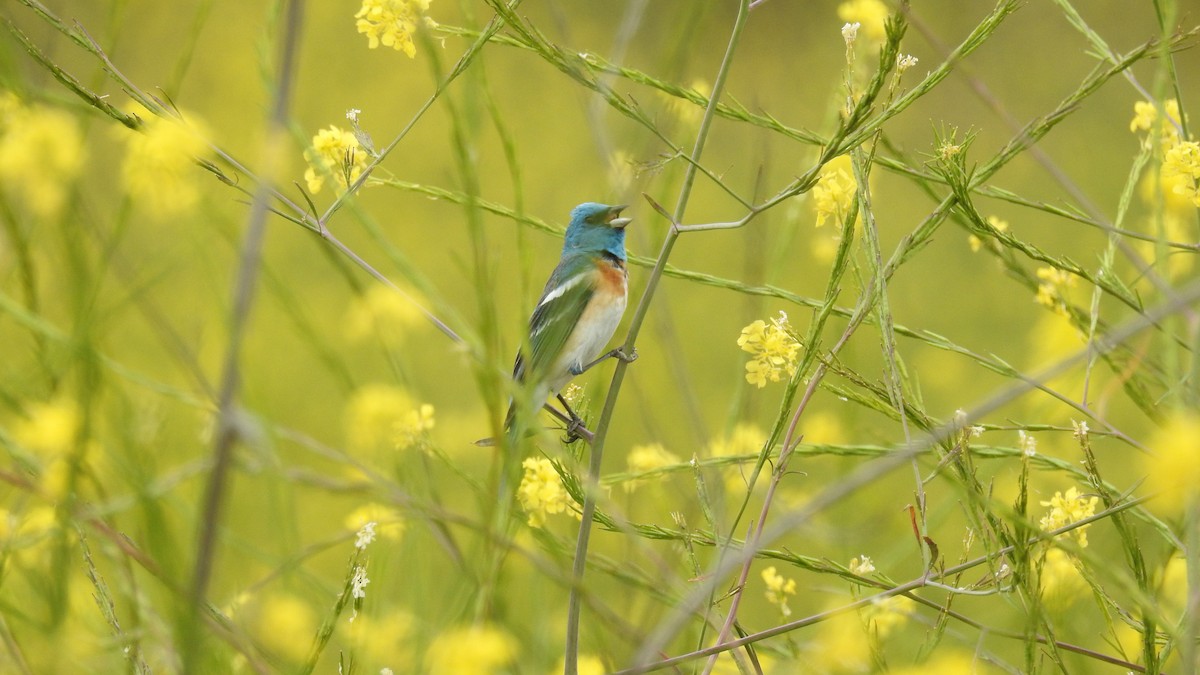 Lazuli Bunting - ML422369931