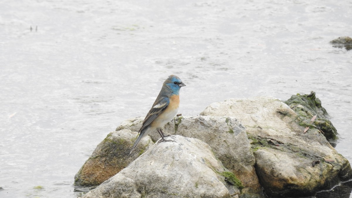 Lazuli Bunting - Chuck Schussman