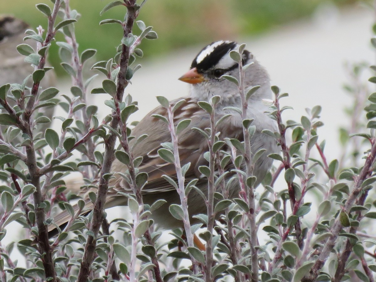 White-crowned Sparrow - ML422370161