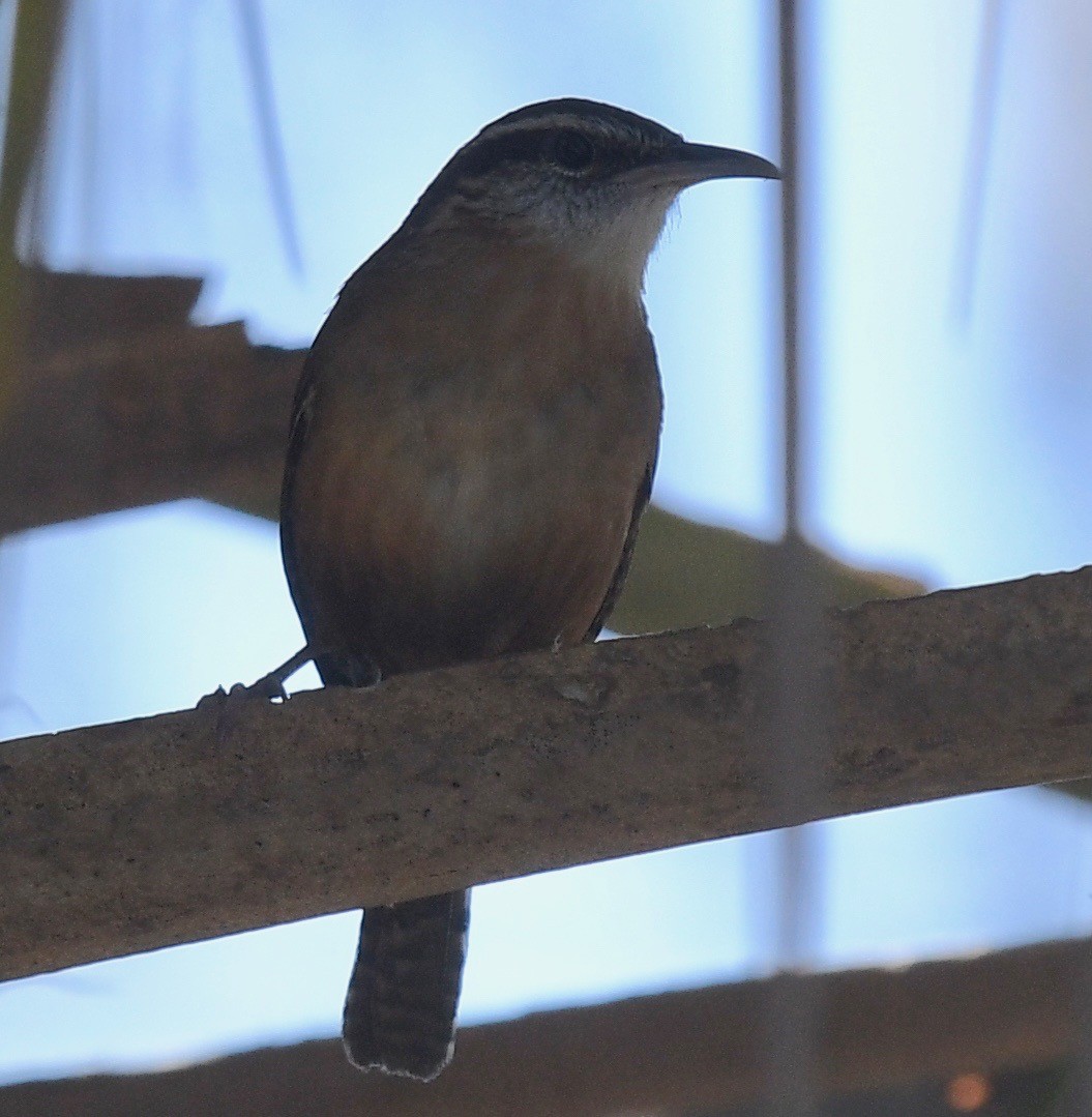 Carolina Wren - ML422370991