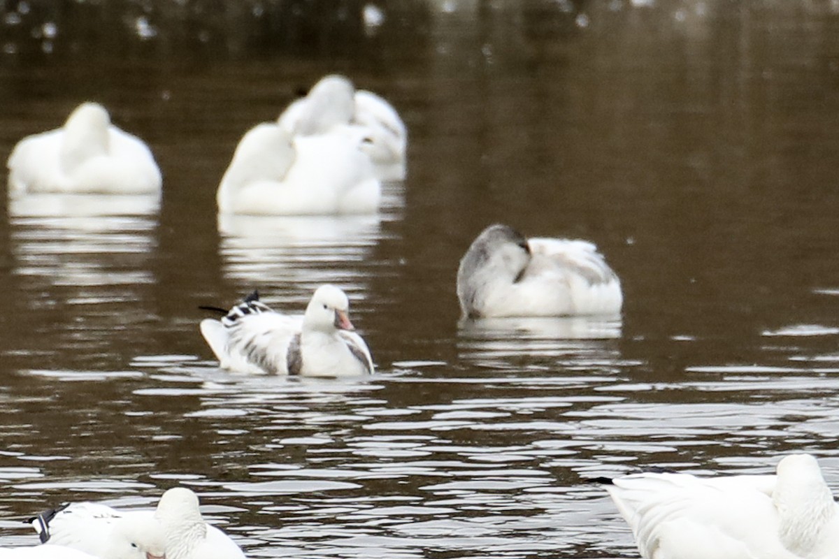 Ross's Goose - ML422371681