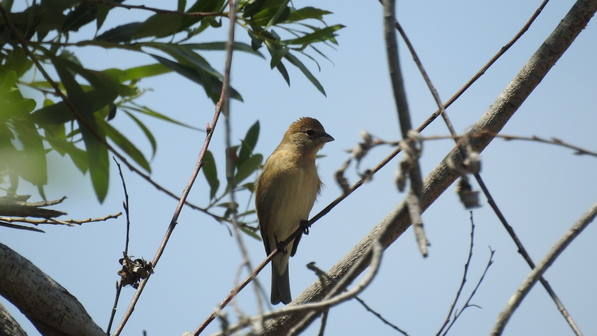 Passerin azuré - ML422371841