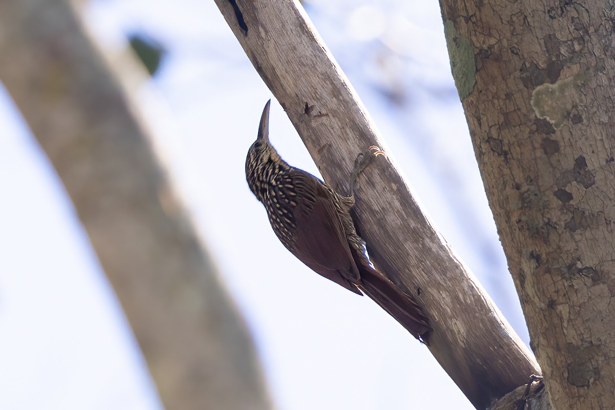 Ivory-billed Woodcreeper - ML422372741