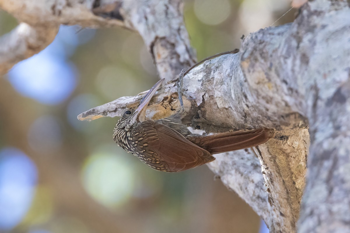 Ivory-billed Woodcreeper - ML422372751