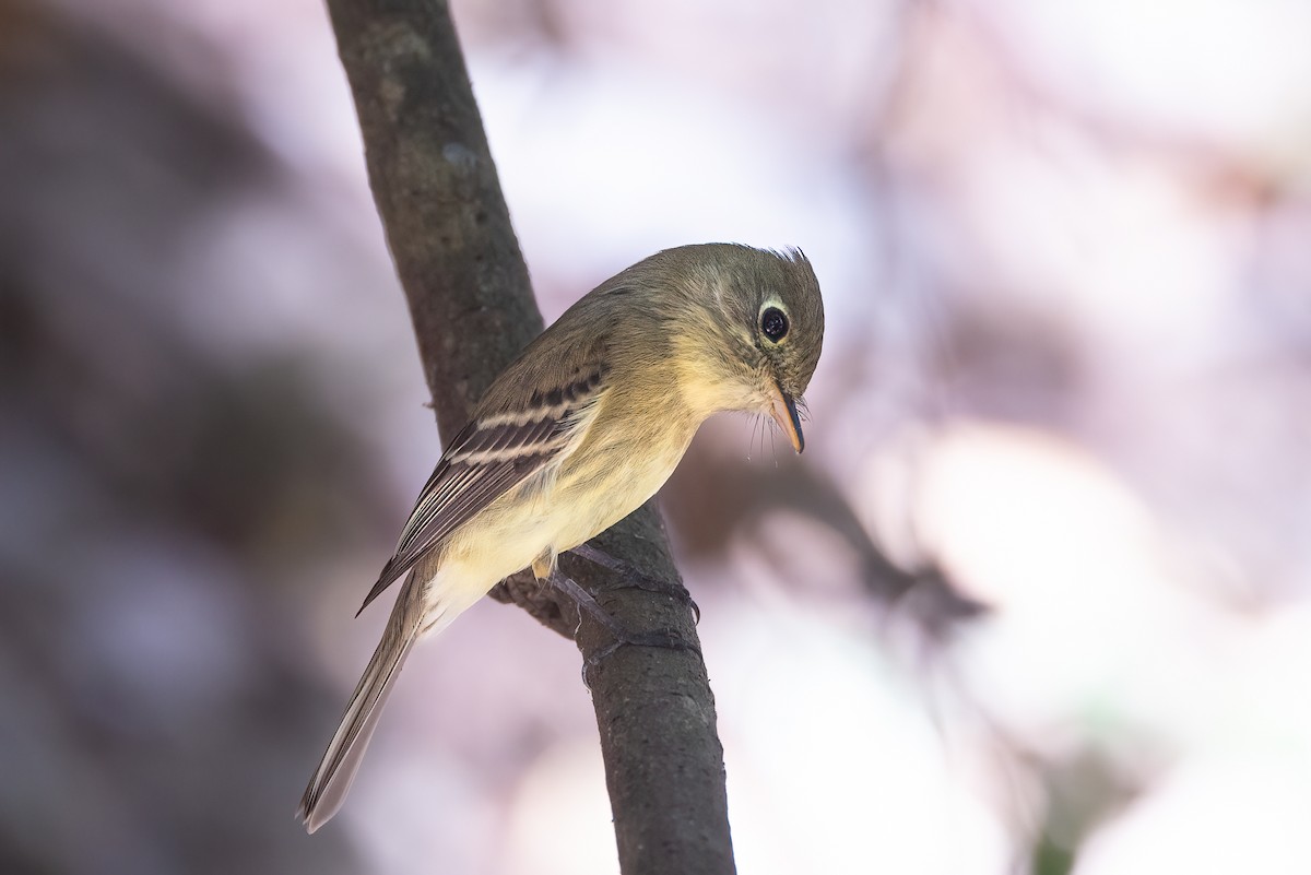 Western Flycatcher - ML422372771