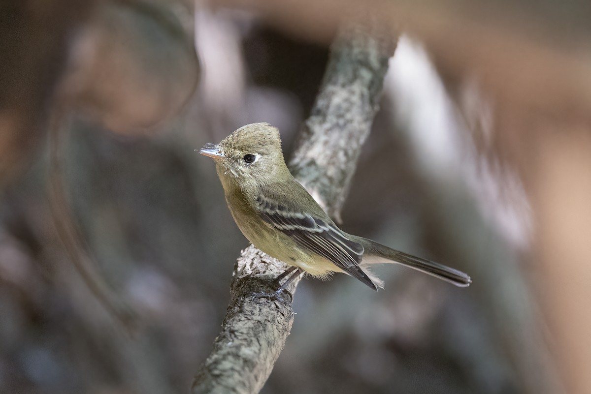 Western Flycatcher - ML422372811
