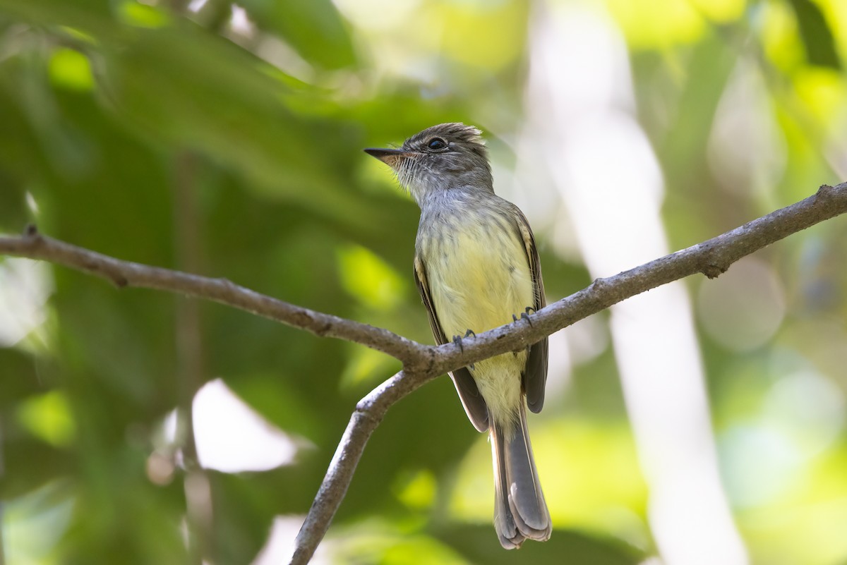 Flammulated Flycatcher - ML422372861