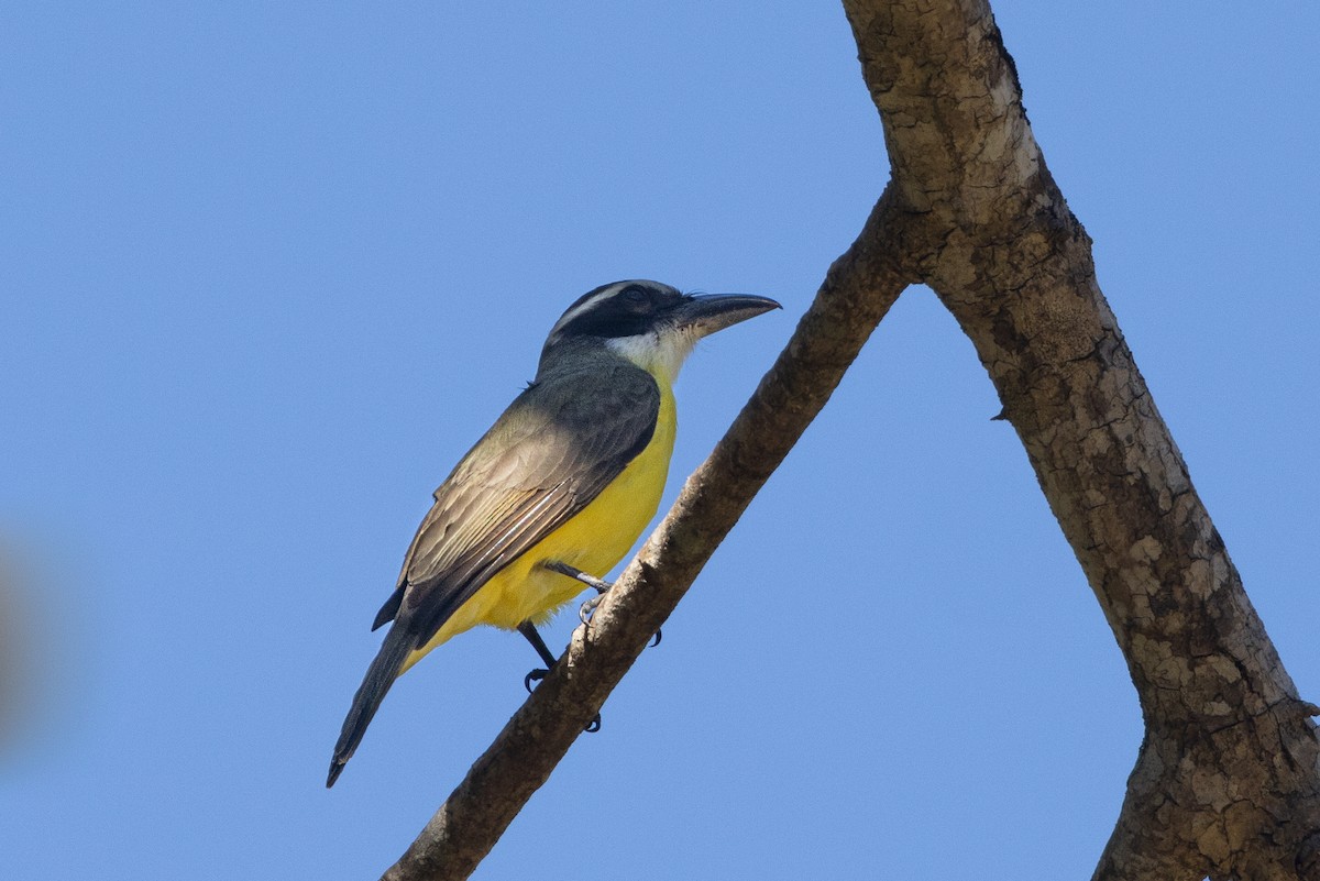 Boat-billed Flycatcher - ML422372881