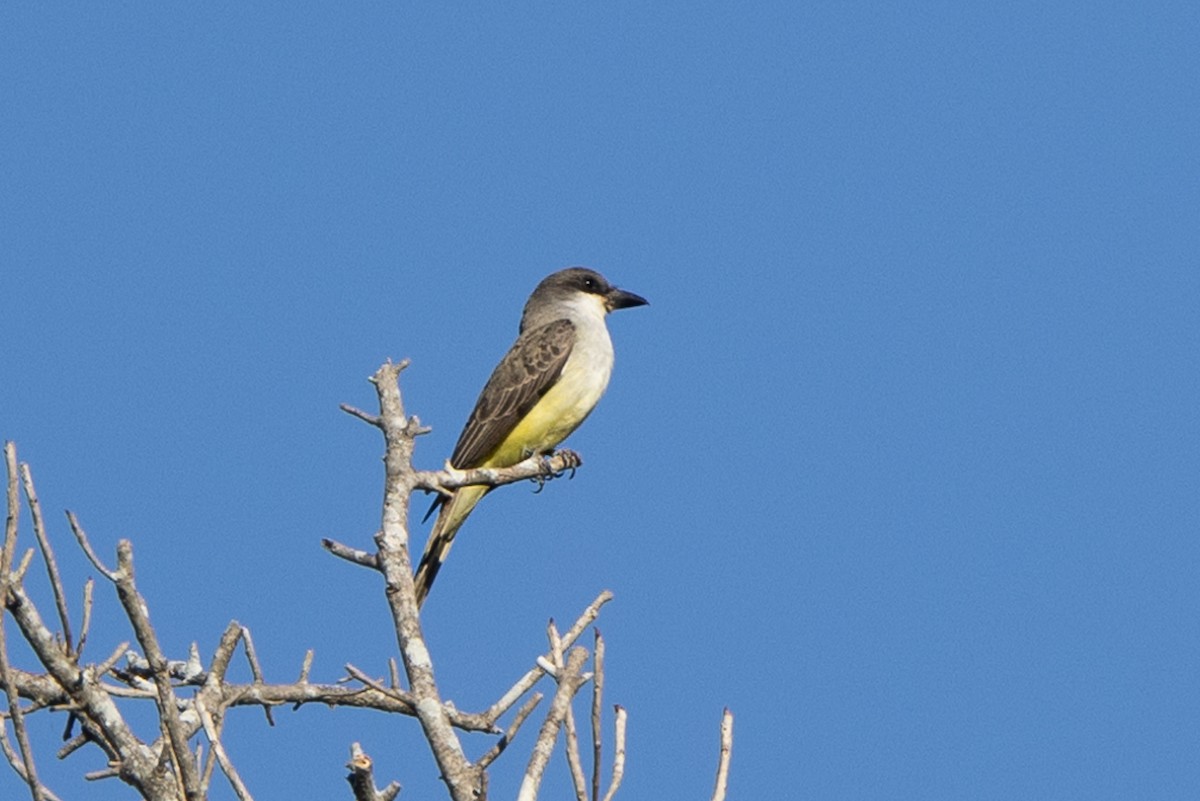 Thick-billed Kingbird - ML422372911
