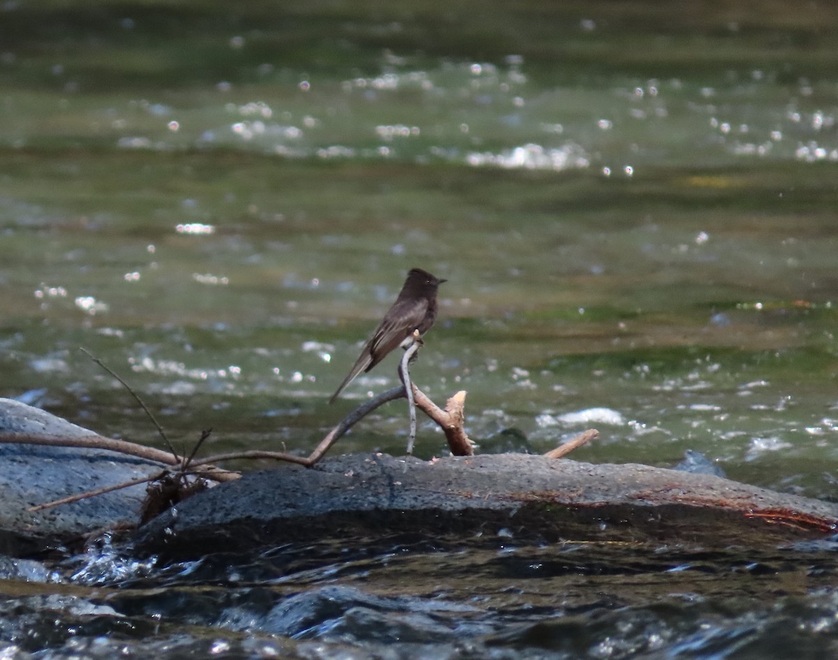 Black Phoebe - ML422373051