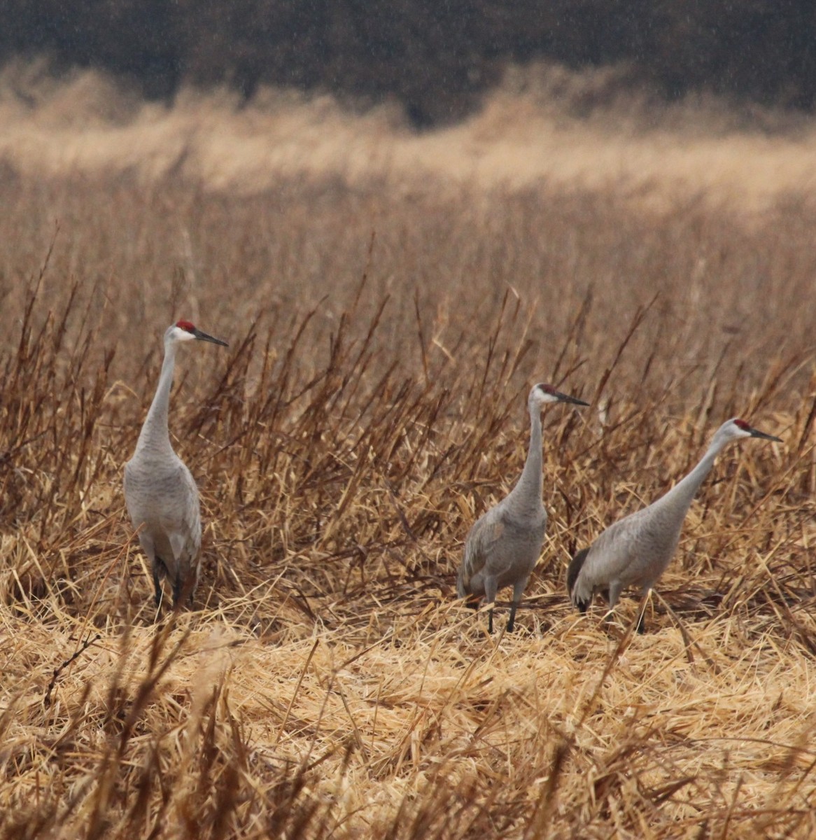 Sandhill Crane - ML422373211