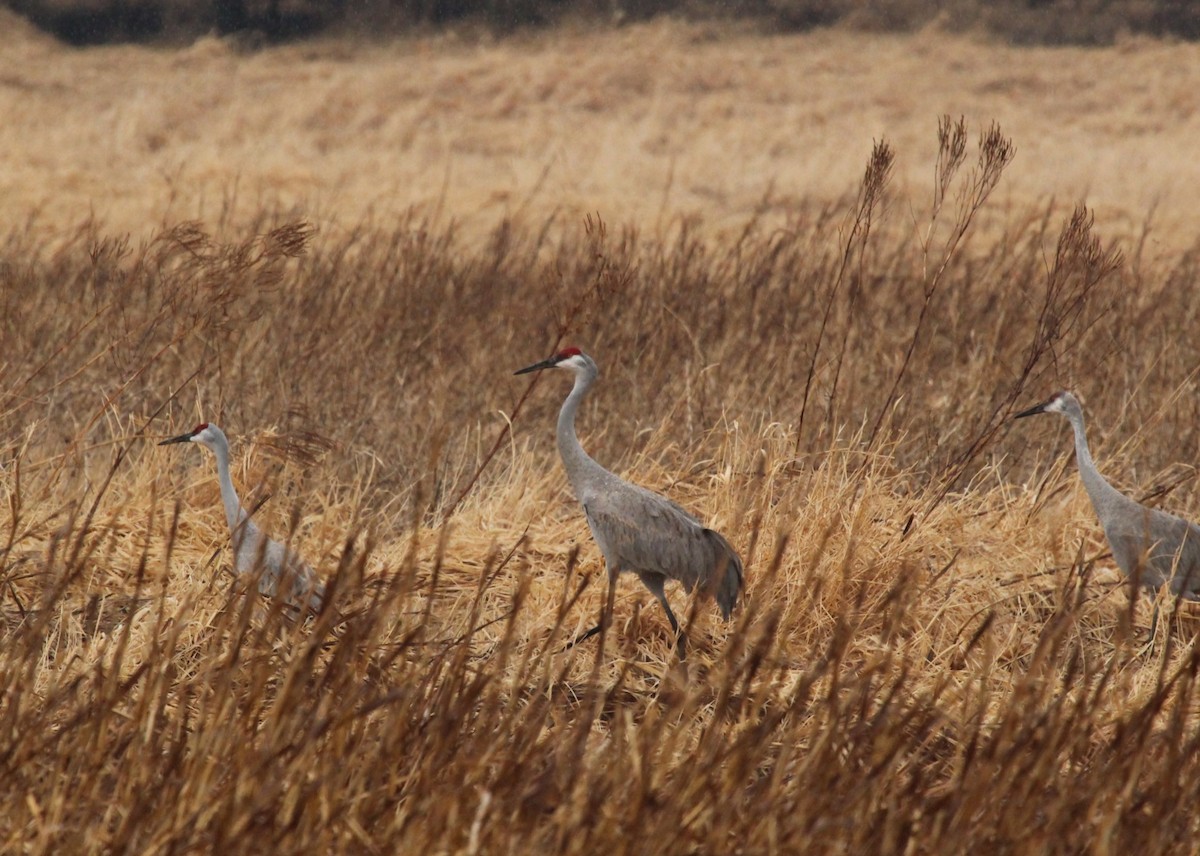 Sandhill Crane - ML422373221
