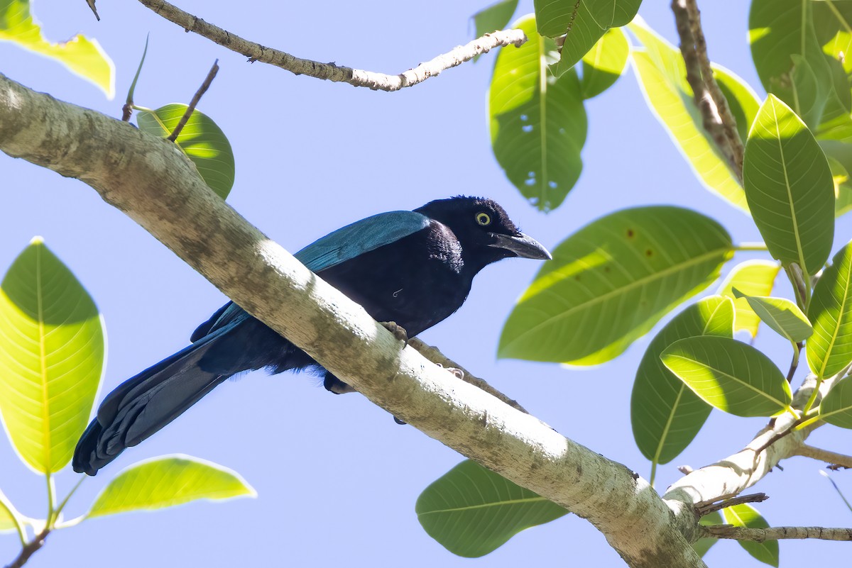 San Blas Jay - ML422373301