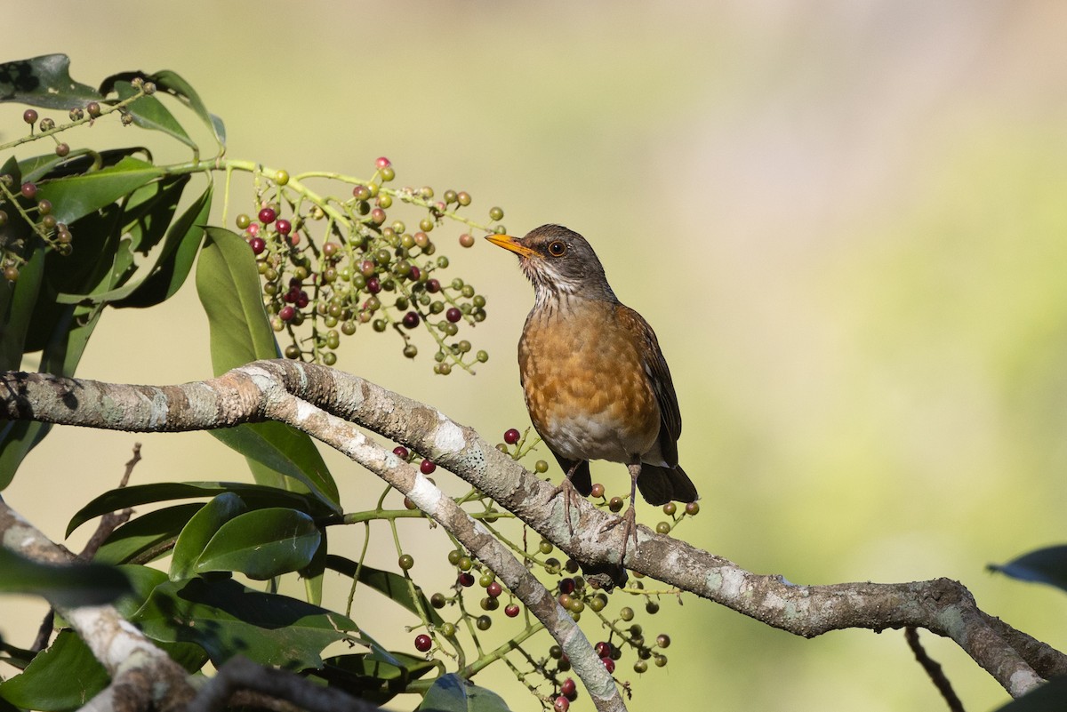 Rufous-backed Robin - ML422373541
