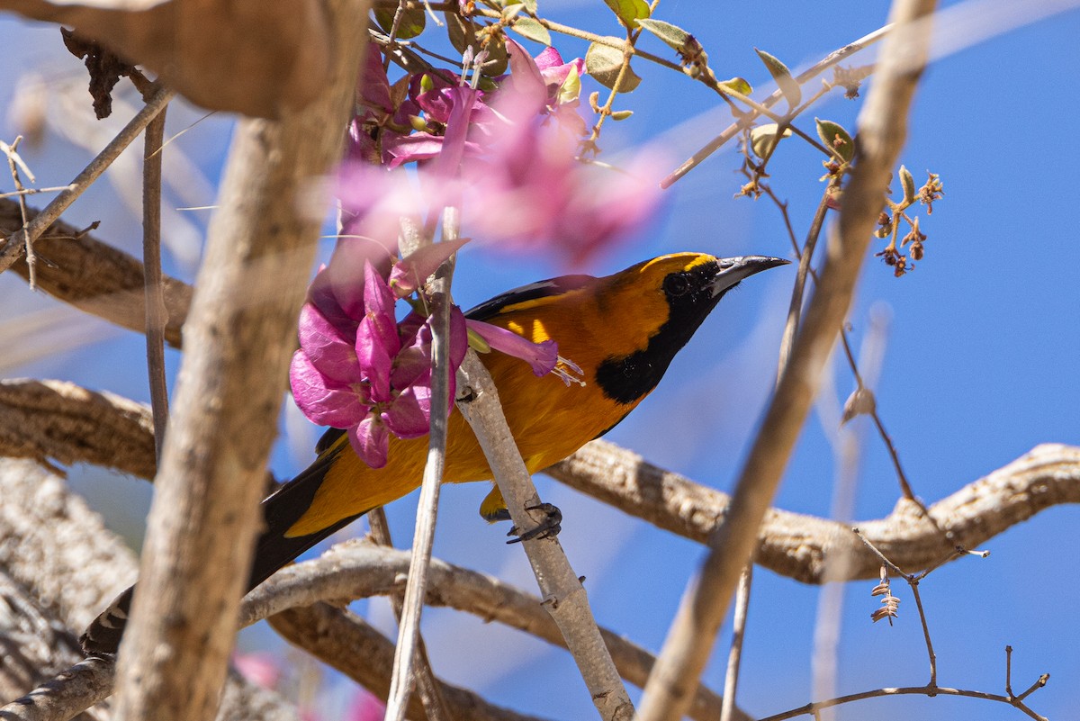 Hooded Oriole - ML422373631