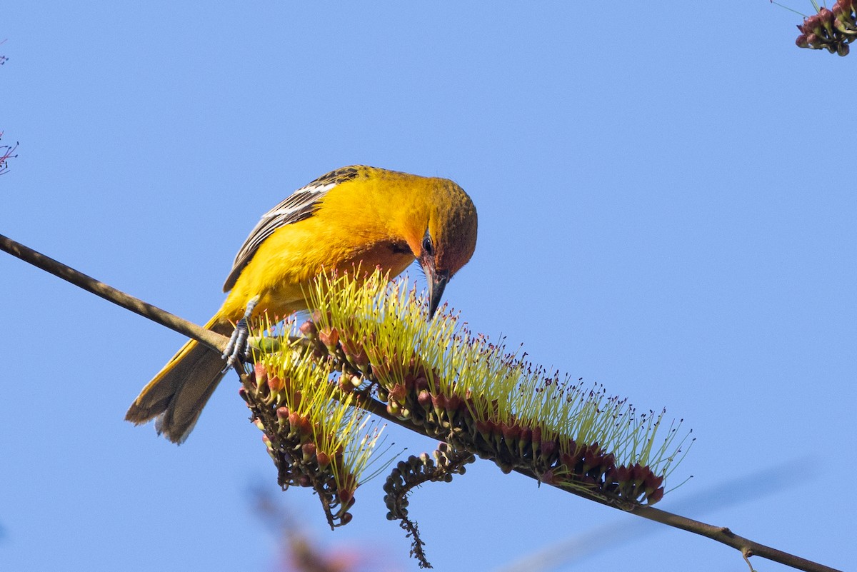 Oriole à dos rayé - ML422373691