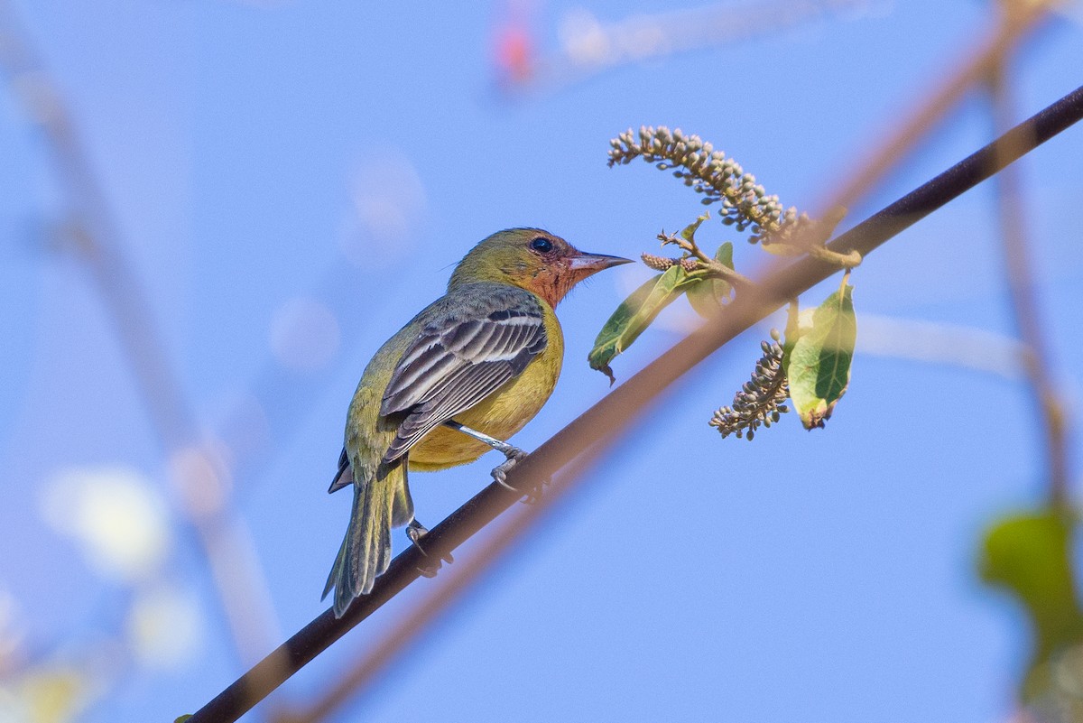 Hooded Oriole - ML422373701