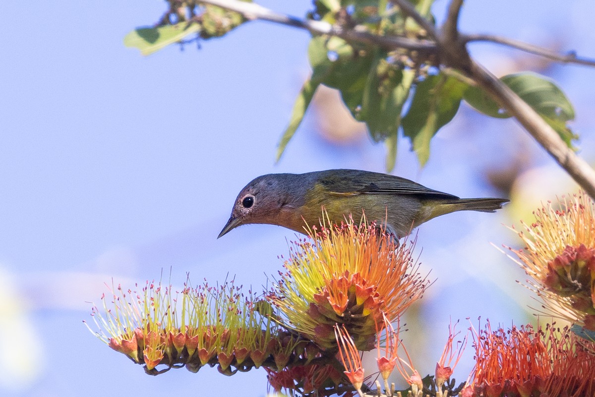 Nashville Warbler - ML422373791