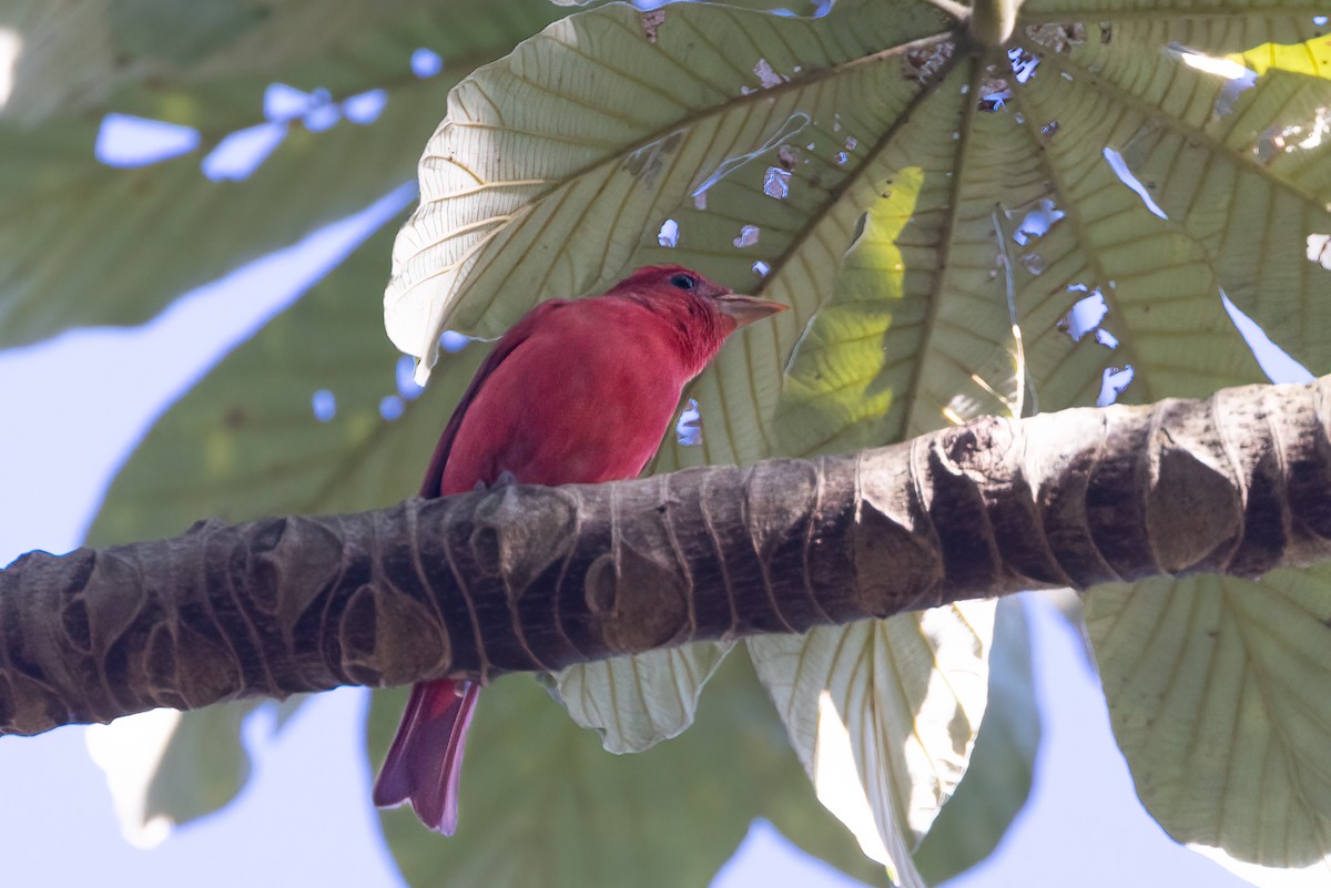 Summer Tanager - ML422373841