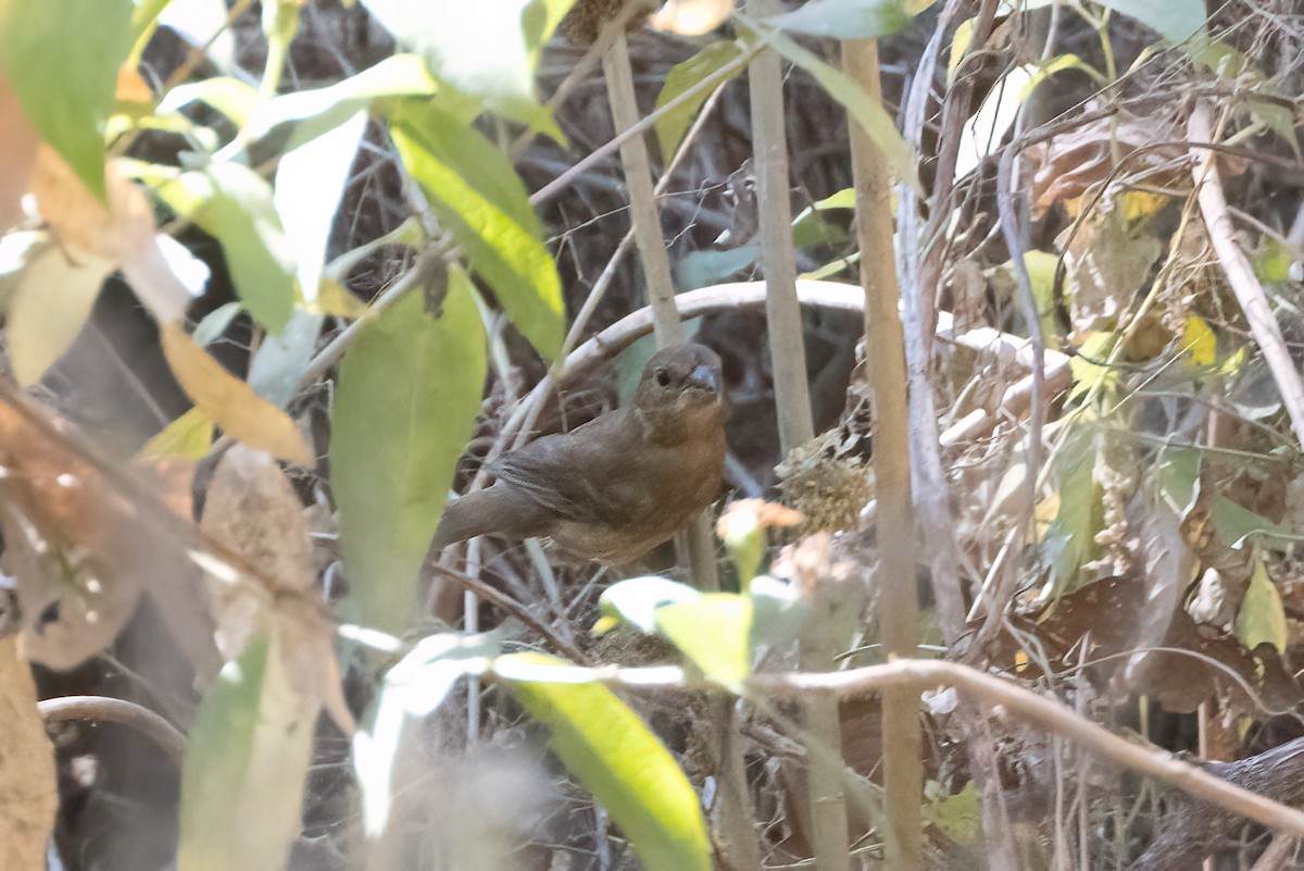 Blue Bunting - ML422373881