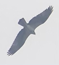 Osprey - ML422374931