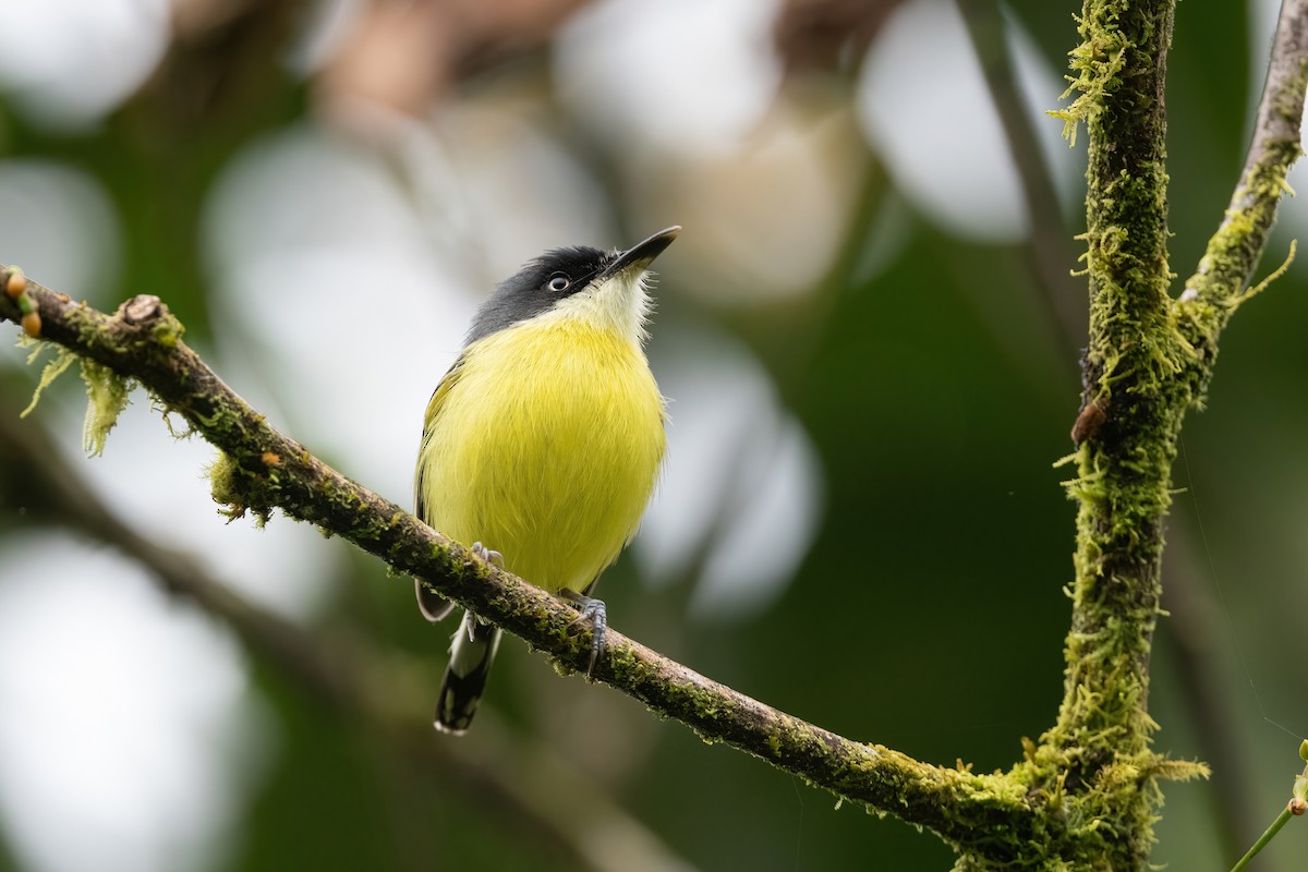 Common Tody-Flycatcher - ML422374951