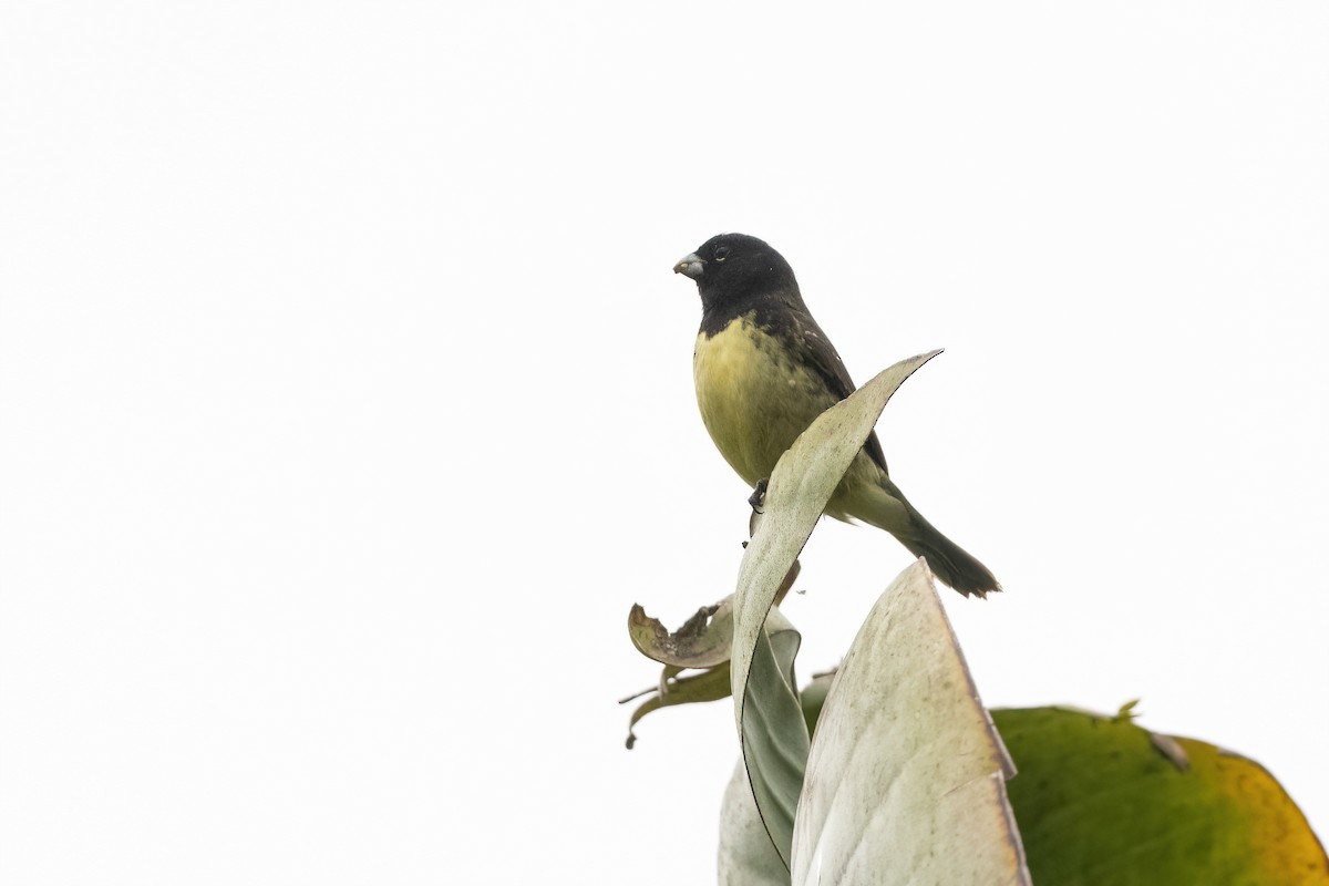 Yellow-bellied Seedeater - ML422376371